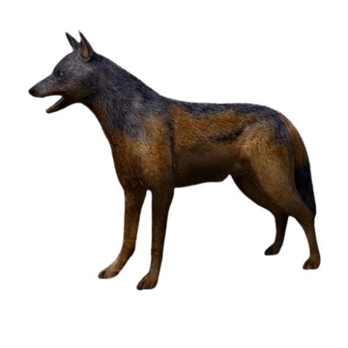 Anubis