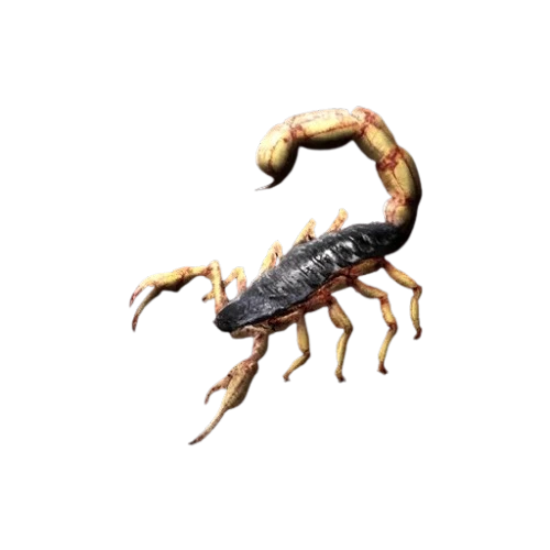 Deathstalker