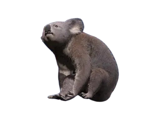 [Image: koala.png]
