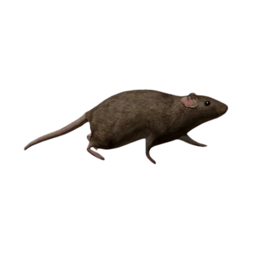 Gerbil