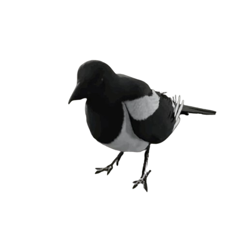 Magpie