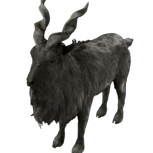 Markhor