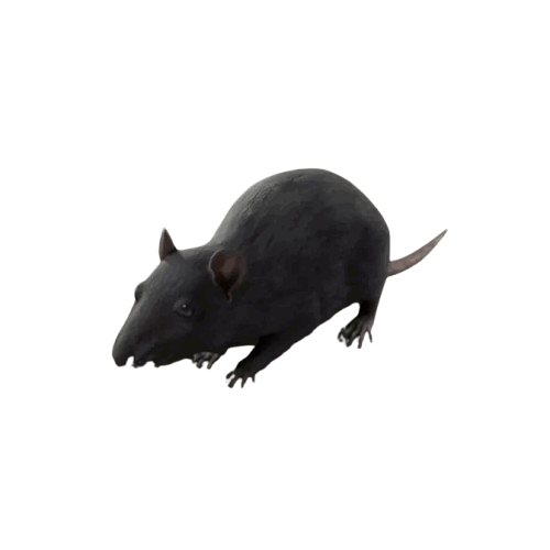 Rat