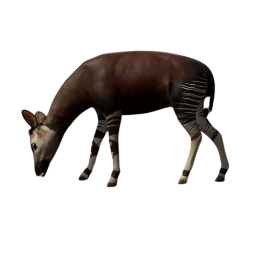 Okapi