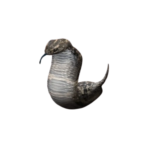 Tsuchinoko