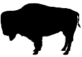 Bison