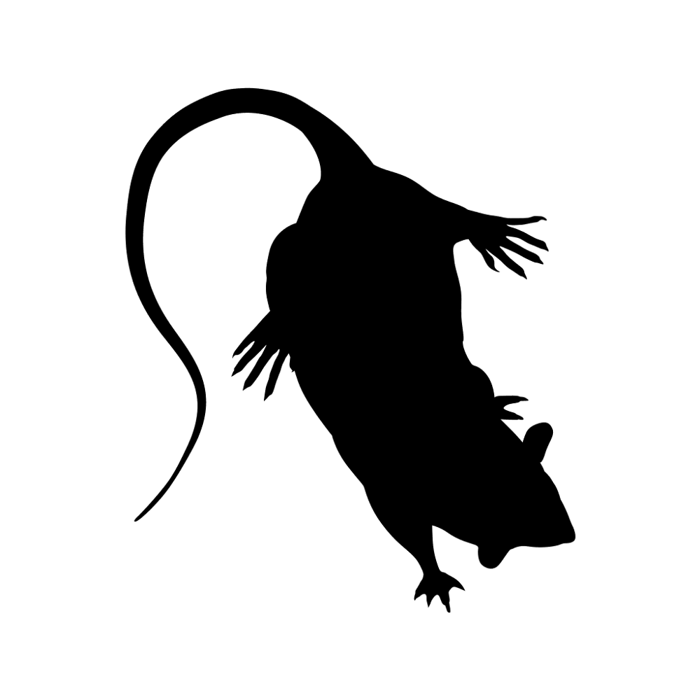 Rat