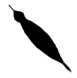 Tsuchinoko