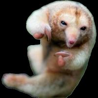 SnakeBackwards